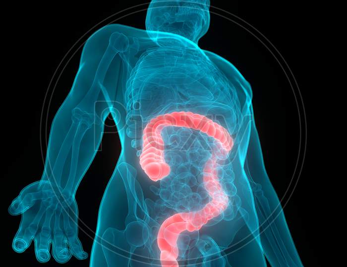 Human Digestive System Large Intestine Anatomy