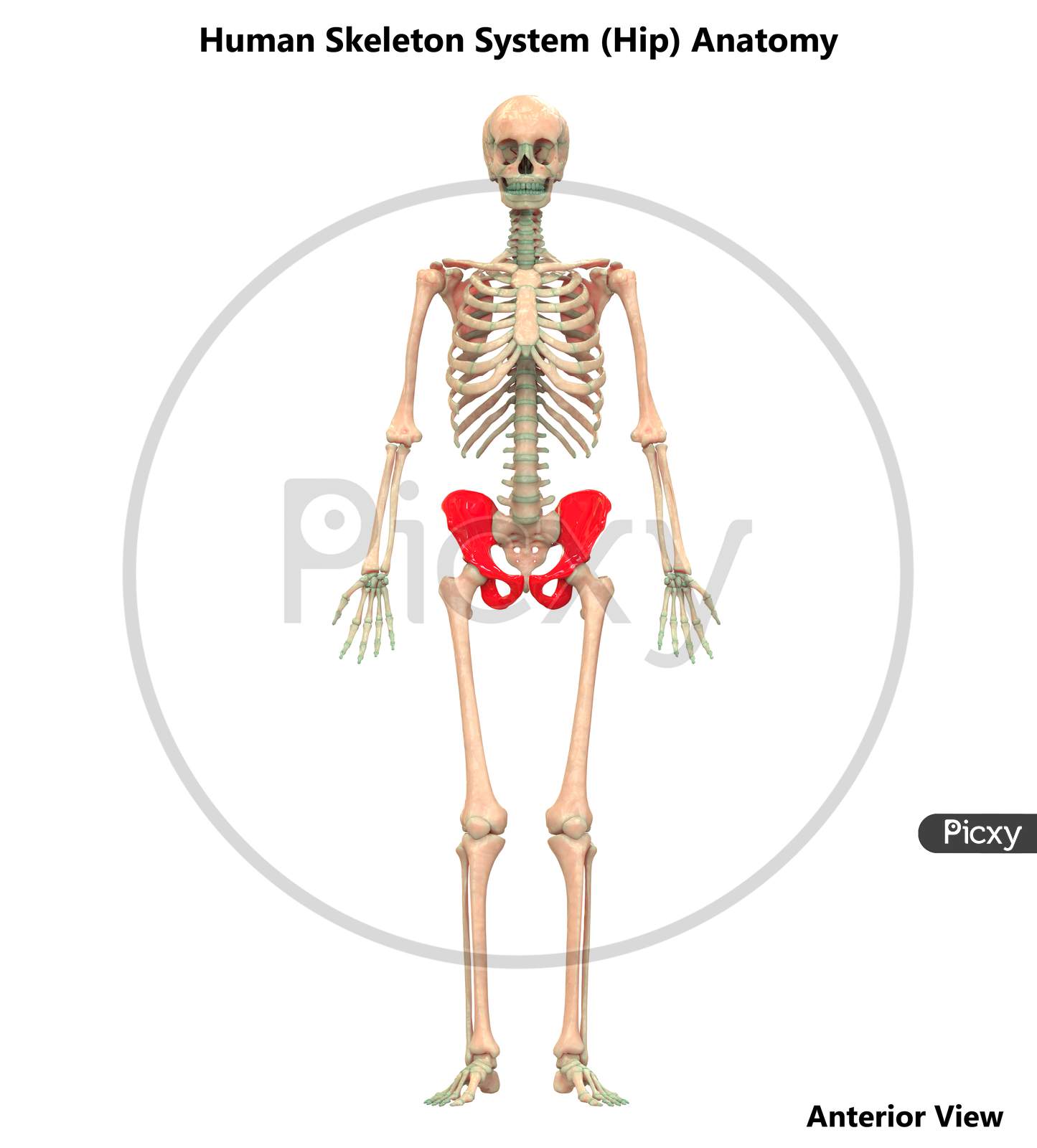 Human Skeleton System Anatomy (Hip)