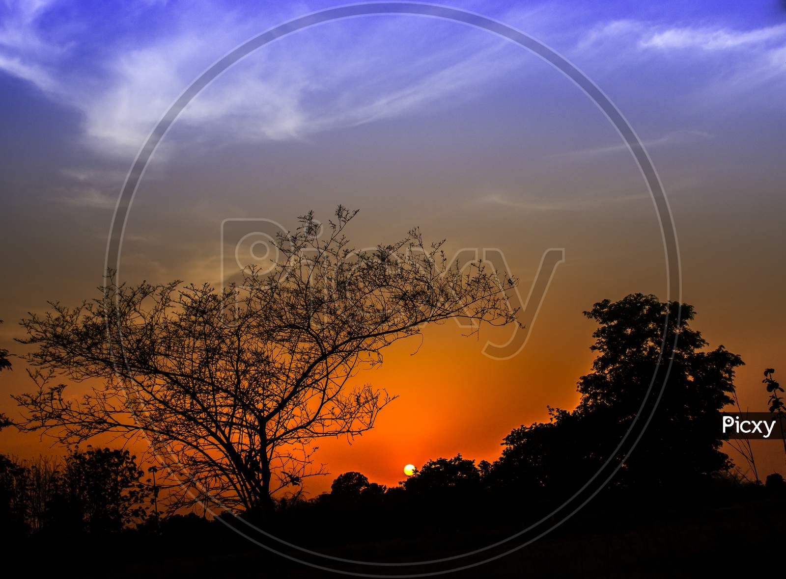 A Tree with sunset in the background