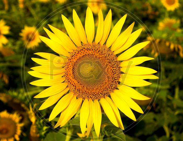 Selective focus on a Sunflower