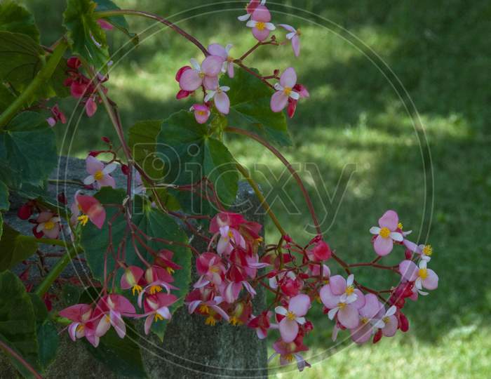 Begonia Is A Genus Of Perennial Flowering Plants In The Family Begoniaceae