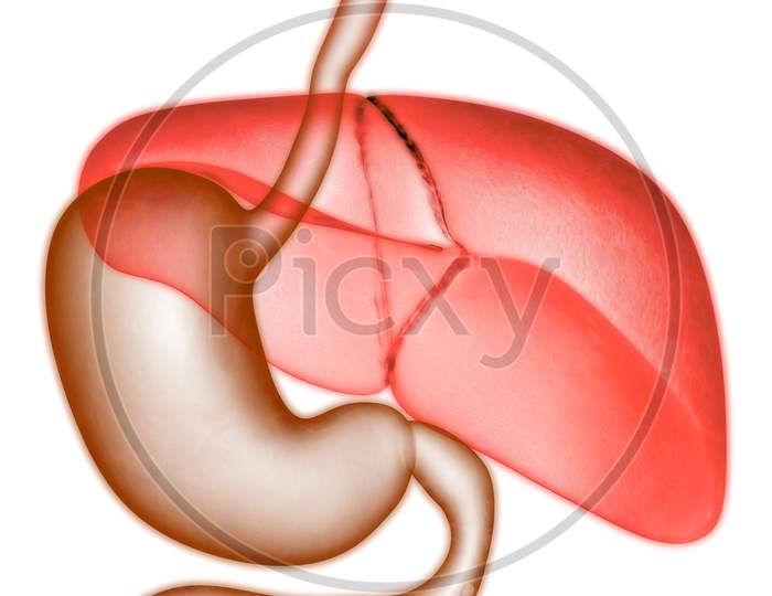 Human Internal Digestive Organ Liver with Stomach Anatomy