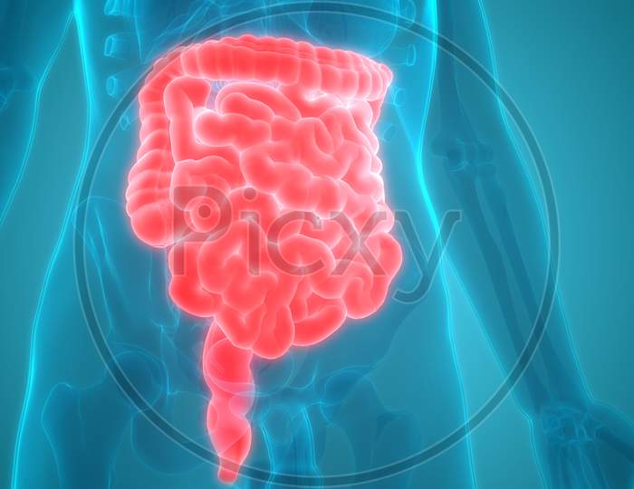 Human Digestive System Intestine Anatomy