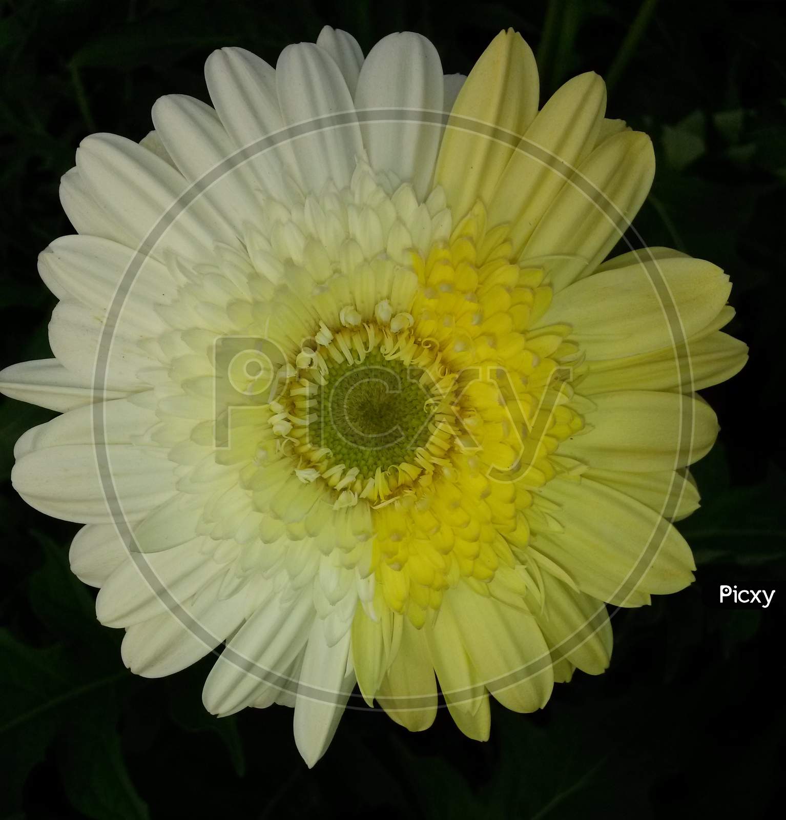 Hybrid Color White And Yellow Gerbera Which Is Represent Its Color With Dramatically Partition