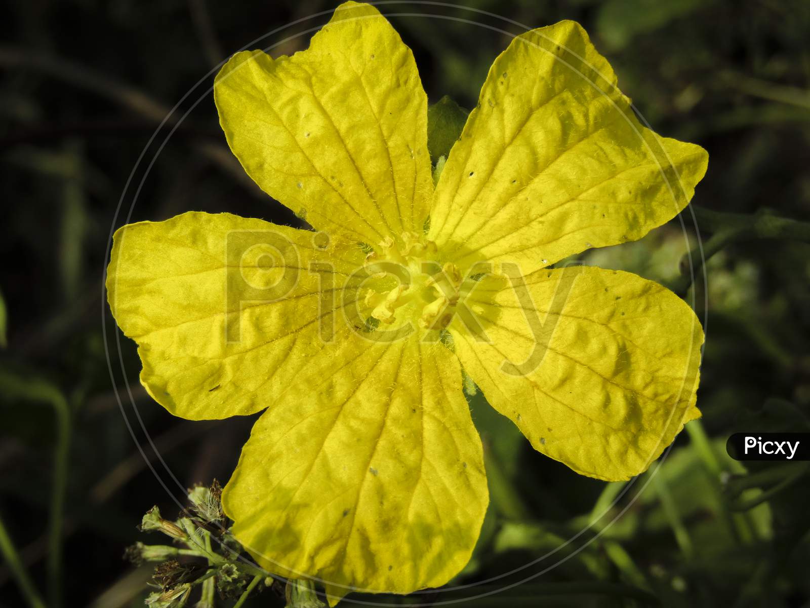 CLOSE UP OF A YELLOW FLOWER NEAR A POND ON A SUNNY DAY