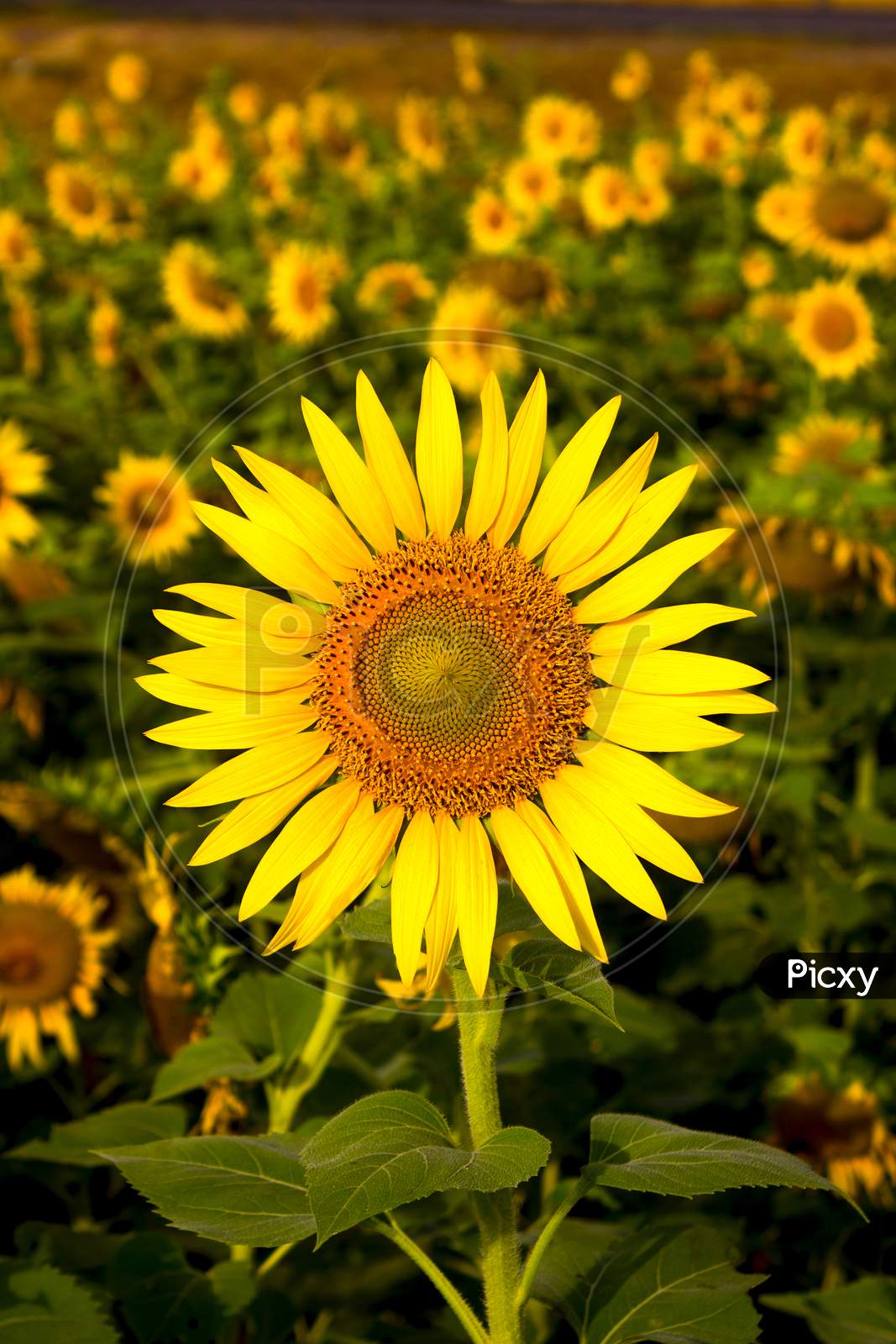Selective focus on a Sunflower