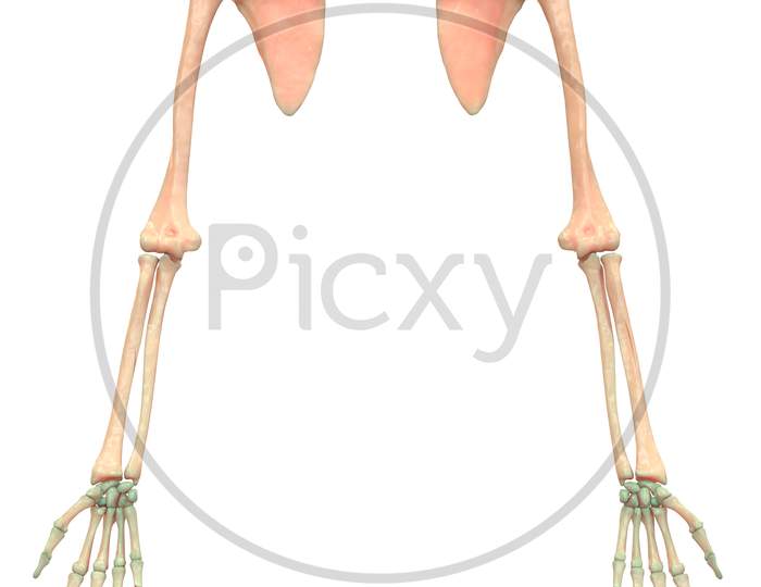 Human Skeleton System Upper Limbs Anatomy