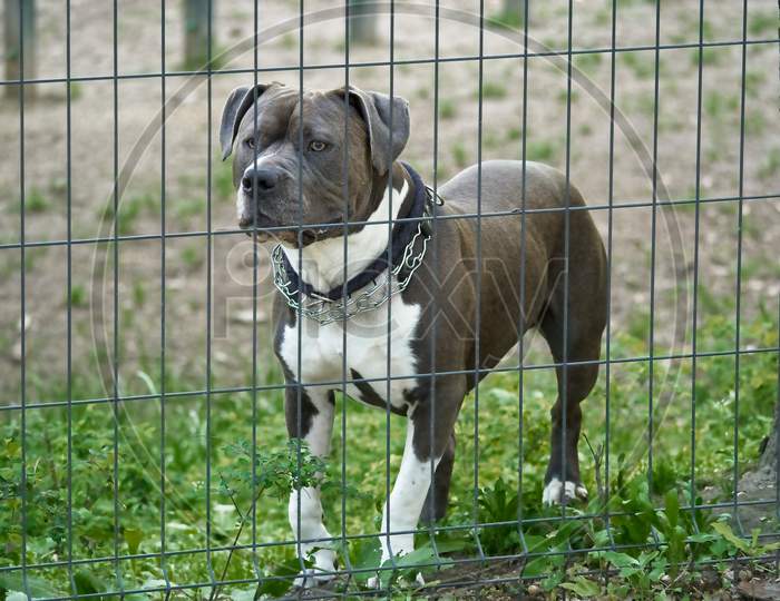 Guarding American Pit Bull Terrier dog.