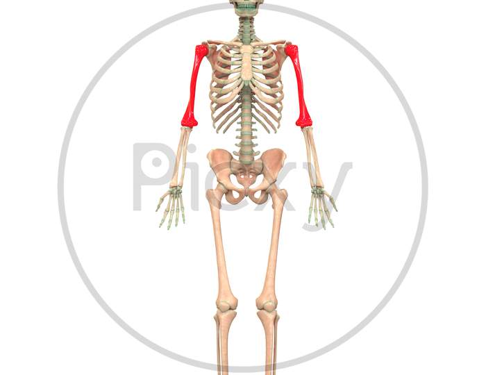 Human Skeleton System Anatomy (Humerus)