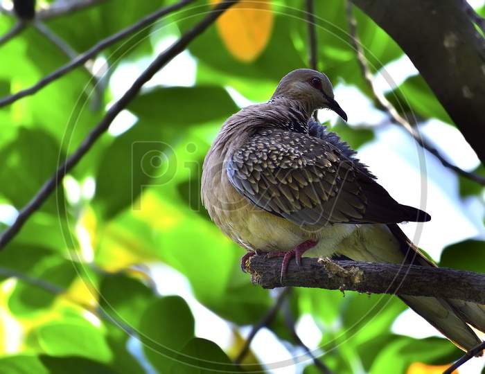 Spotted dove on a branch.