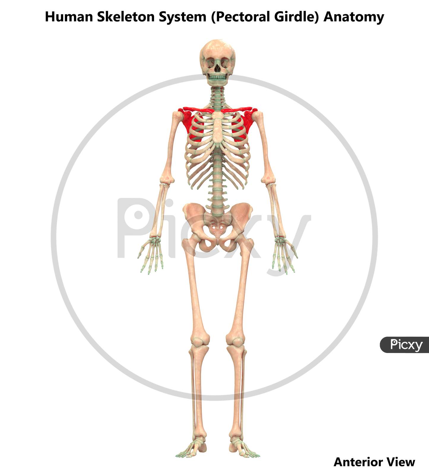 Human Skeleton System Anatomy (Pectoral Girdle)
