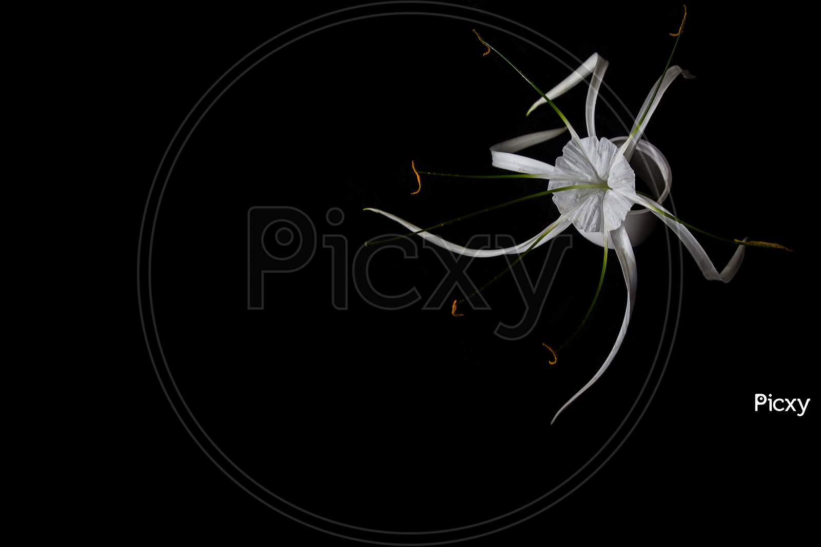 White Coloured Flower on Black Background