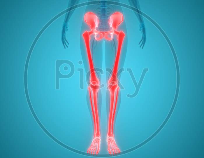 Human Body Legs Anatomy