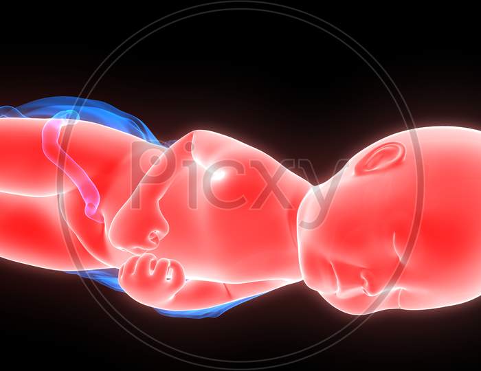 Fetus (Baby) Anatomy