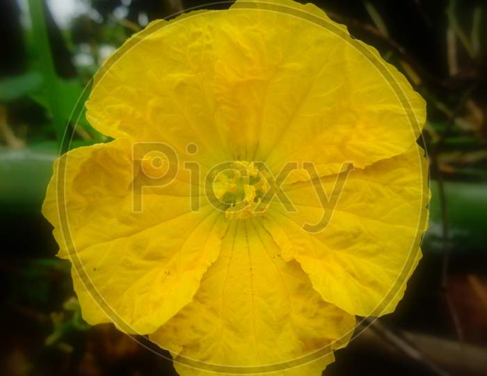 Close-up shot of Wax gourd flower