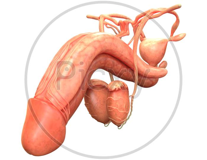 Male Reproductive System Anatomy
