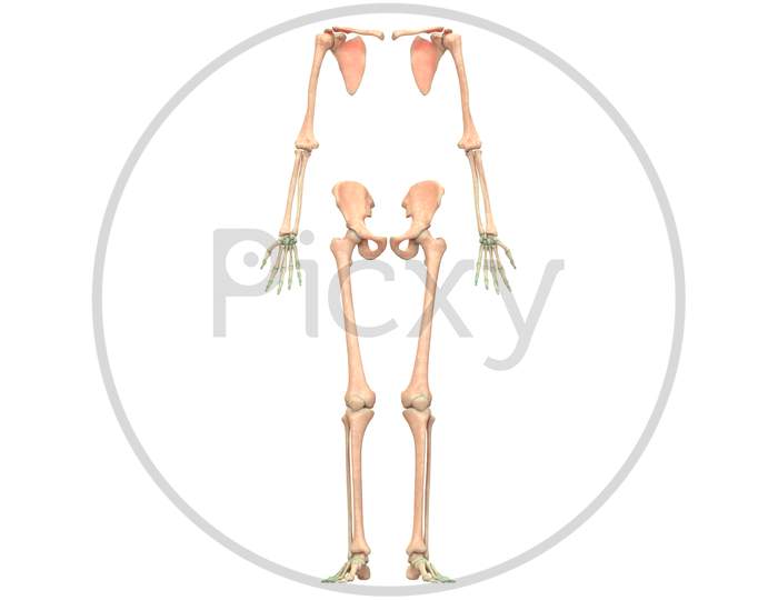 Human Hands with Shoulders and Legs Anatomy