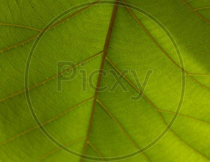 Close up shot of a Green Leave