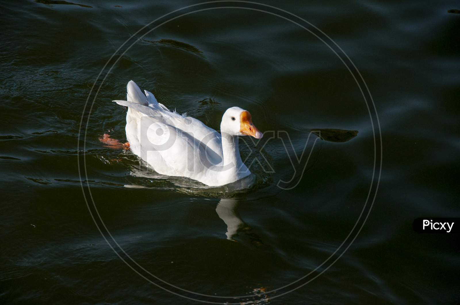 Ducks Are Swimming On The Nakki Lake Of Mount Abu