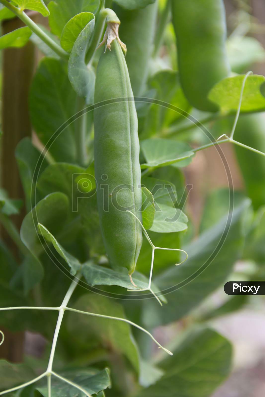 Detail Of The Green Pea Beans On The Organic Garden Plant