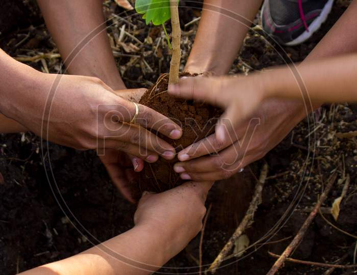 Group of people planting a Plant
