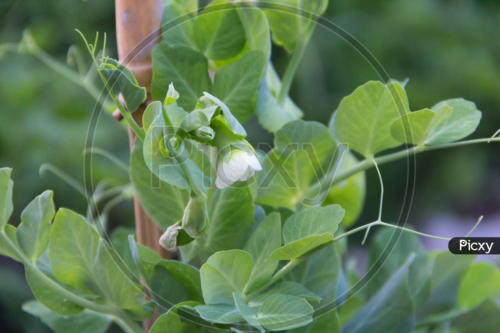Fresh Flowering Pea Plants In The Organic Garden