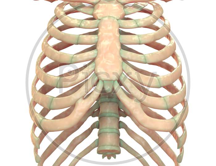 Human Skeleton System Rib Cage Anatomy