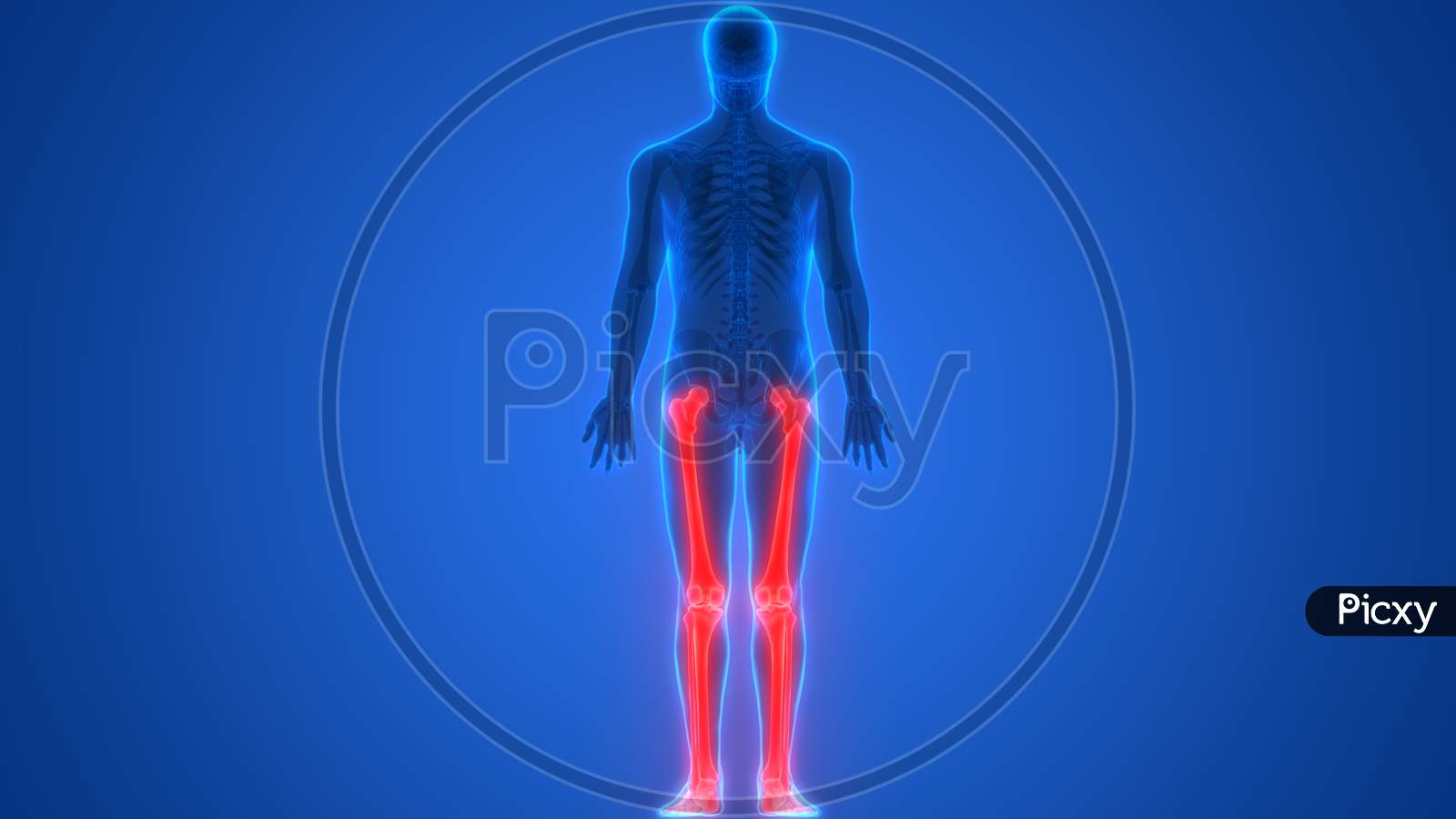 Human Body Skeleton of Legs Anatomy