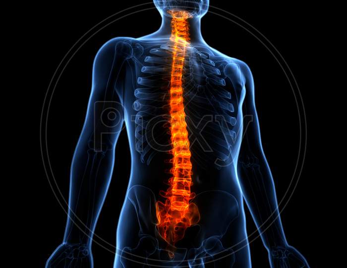 Human Body Spinal Cord Anatomy