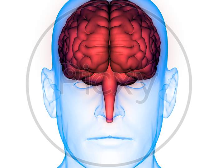 Central Organ of Human Nervous System Brain Anatomy
