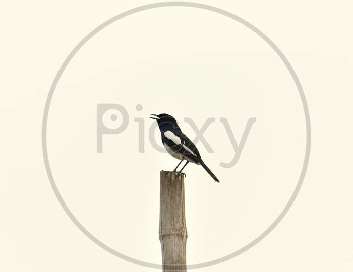 Oriental magpie-robin Bird giving call to its partner