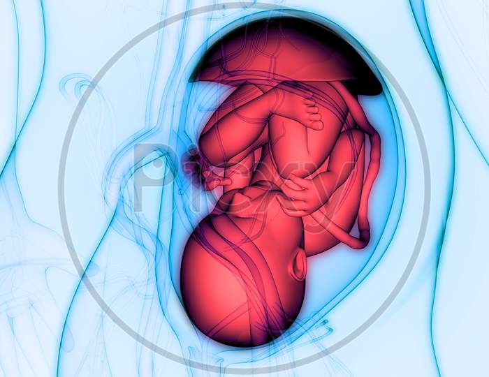 Human Fetus Baby in Womb Anatomy
