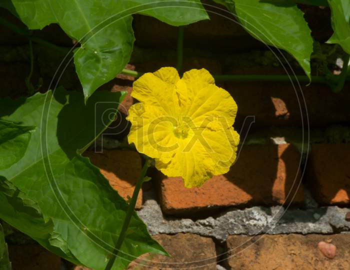 Male And Female Flowers Of Luffa Or Vegetable Sponge