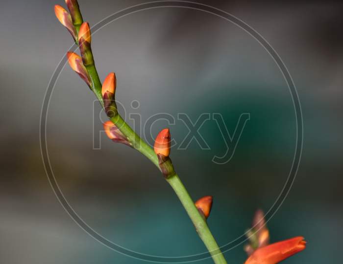 Beautiful Closeup Photograph Of Gladiolus Buds.