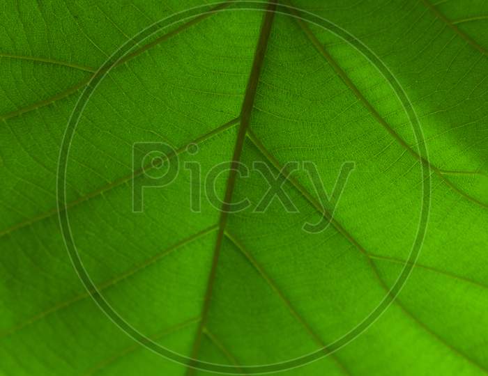 Green transparent Leaf