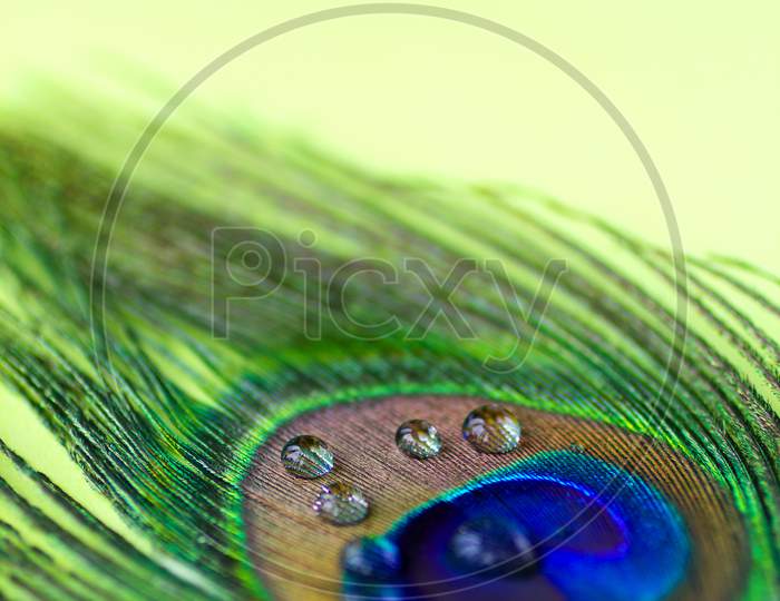 Close up shot of peacock feather with Water Drops
