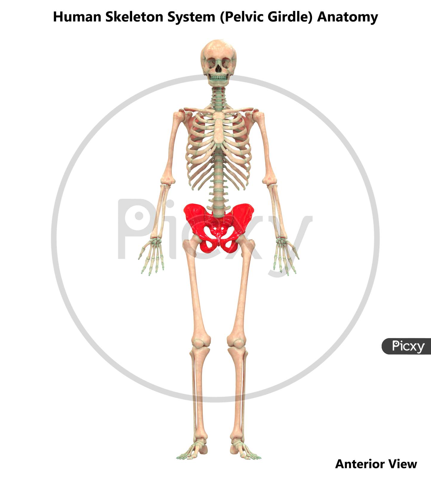 Human Skeleton System Anatomy (Pelvic Girdle)