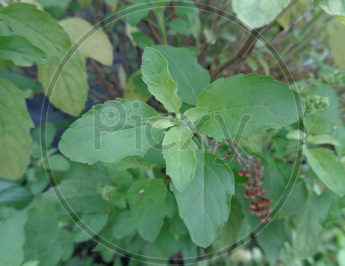 Holy basil or tulsi aromatic perennial plant in the family Lamiaceae