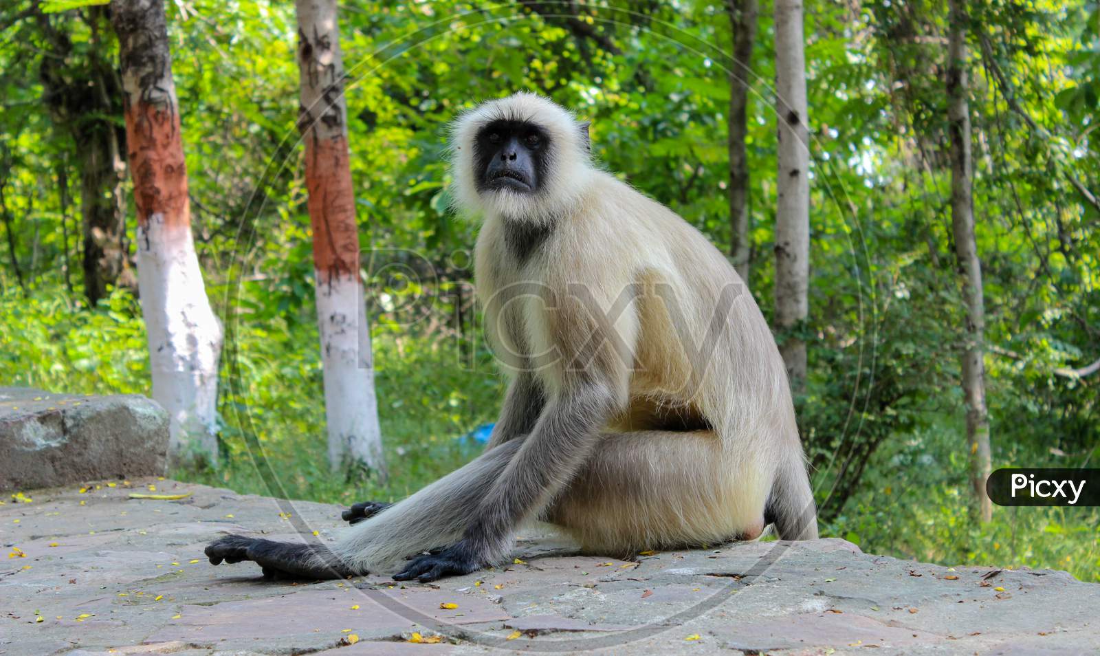 A black face indian monkey in Rajgir.