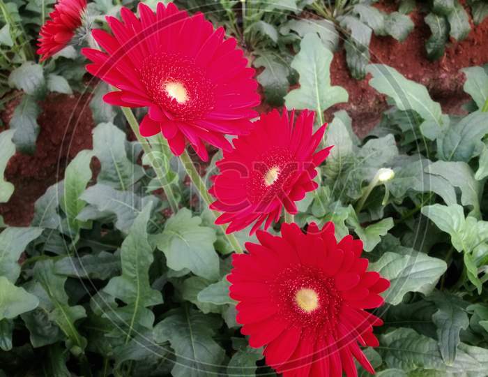 Red Gerbera Plant Grow In Greenhouse Climate