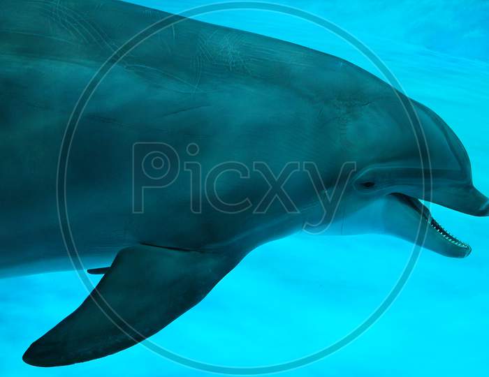 Dolphin swimming in the pool