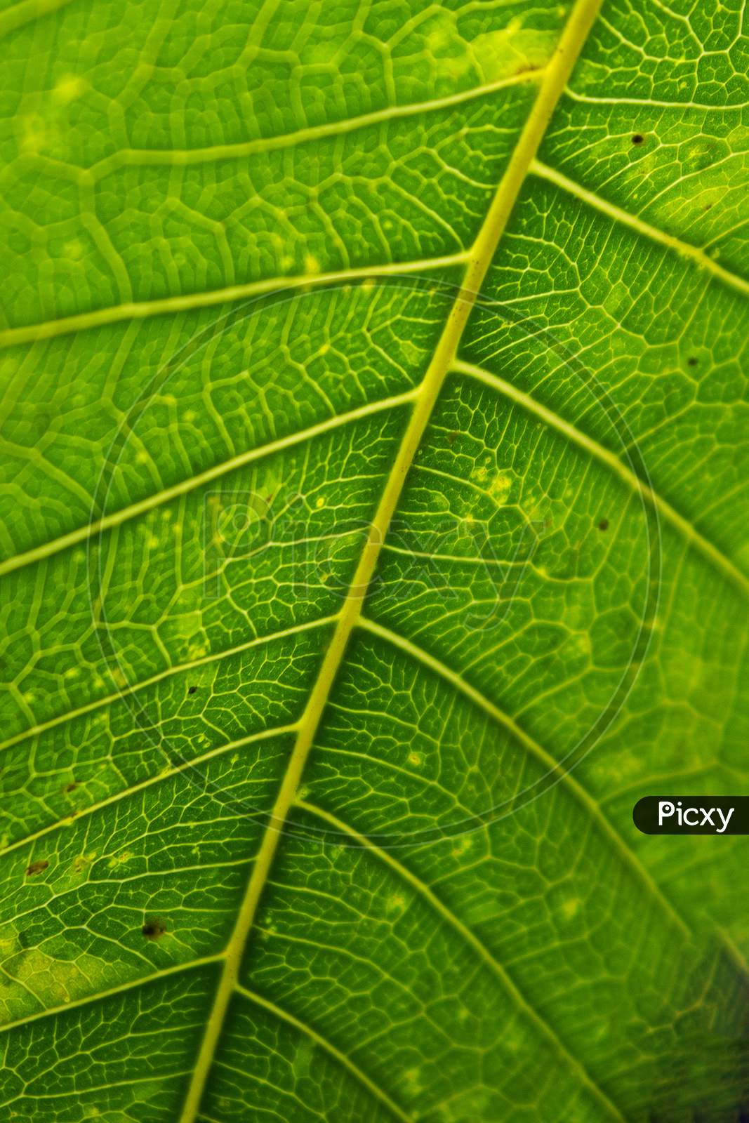 Close up shot of a Green Leave