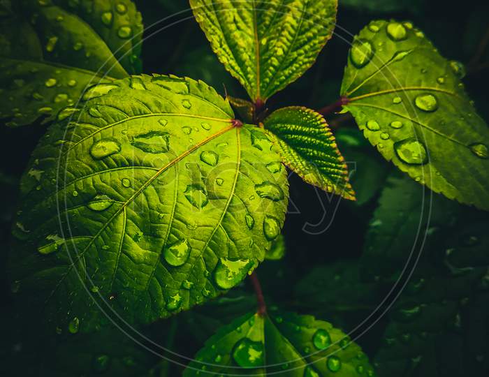 Close-up view of plant leaves after the rain