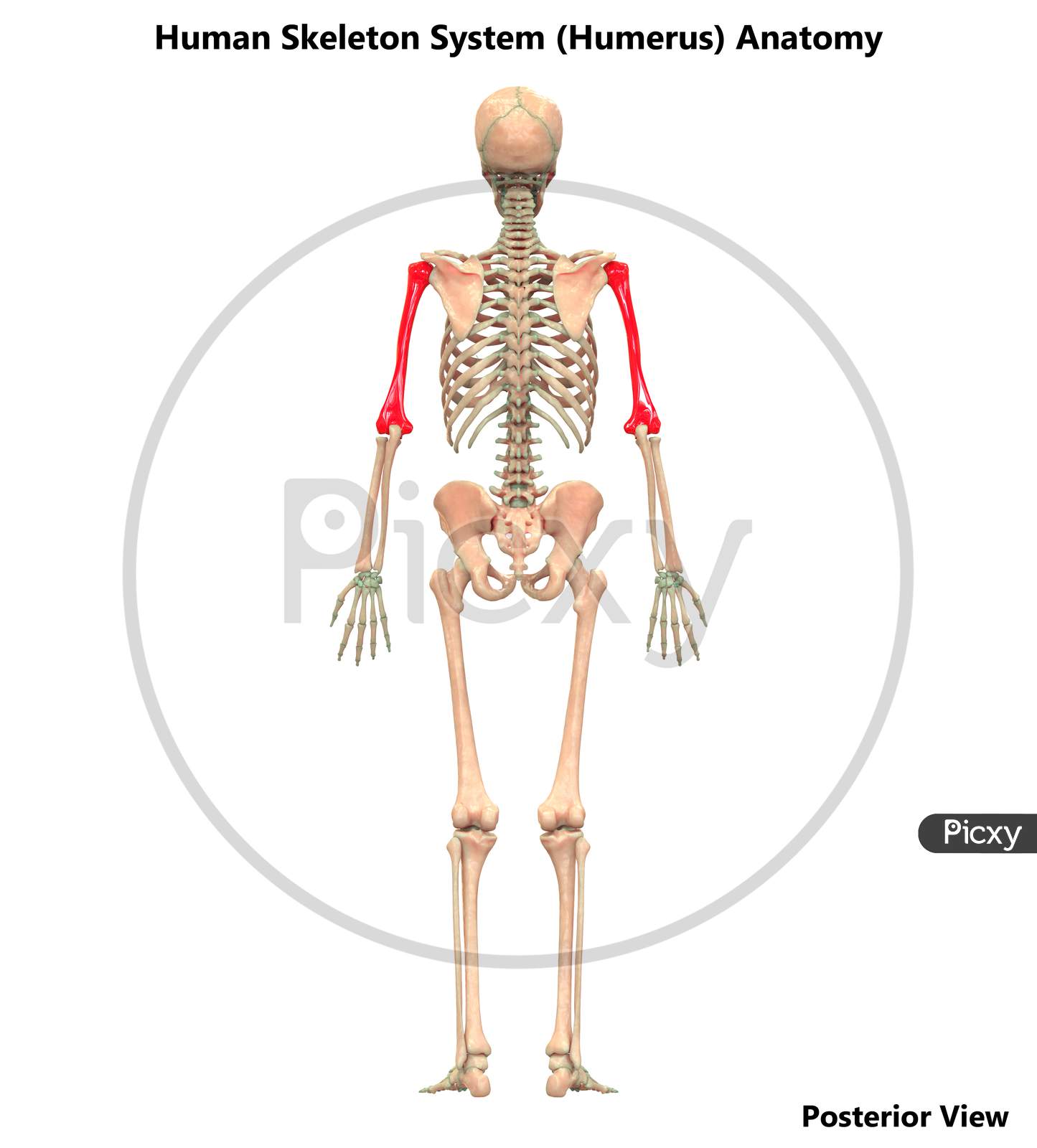 Human Skeleton System Anatomy (Humerus)