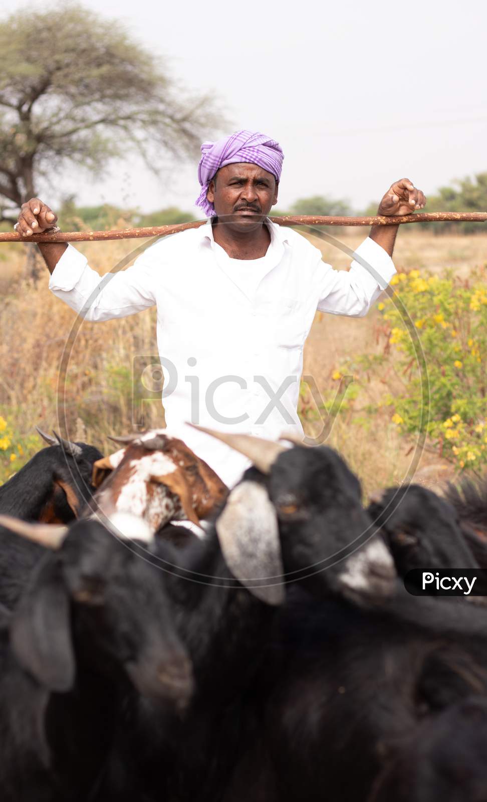 A herdsman with goats in a rural area