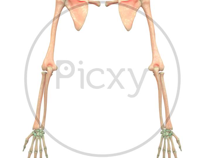 Human Skeleton System Anatomy (Upper Limbs)