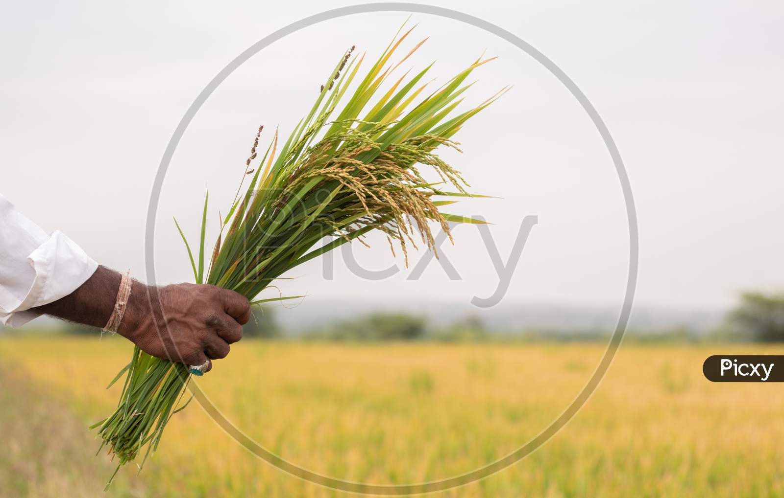 A Farmer Holding Handful of Paddy Plants or Rice Plants in Agriculture Field