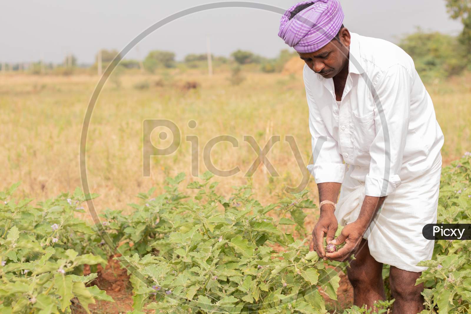 An Indian Farmer holding Brinjal in Agriculture Field