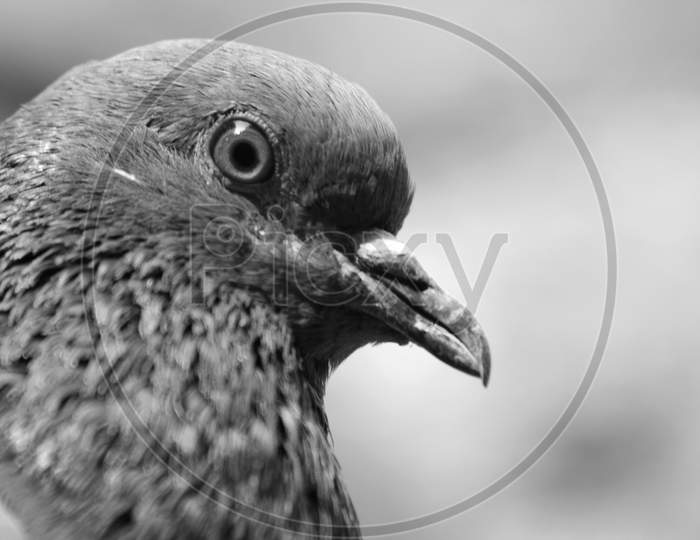Close up shot of a Pigeon