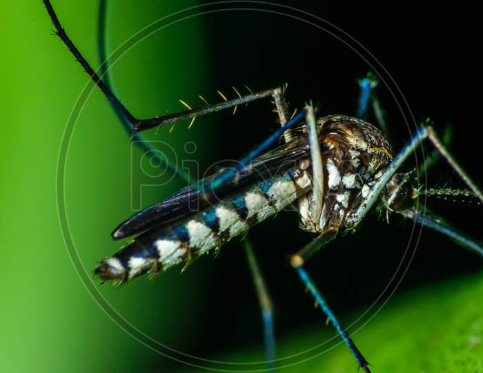 A Male Aedes Mosquito Is Sitting On Top Of A Leaf And Having A Meal